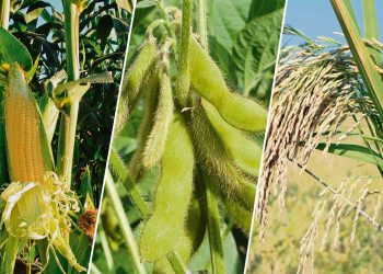 La falta de agua ha impactado en los cultivos de la región