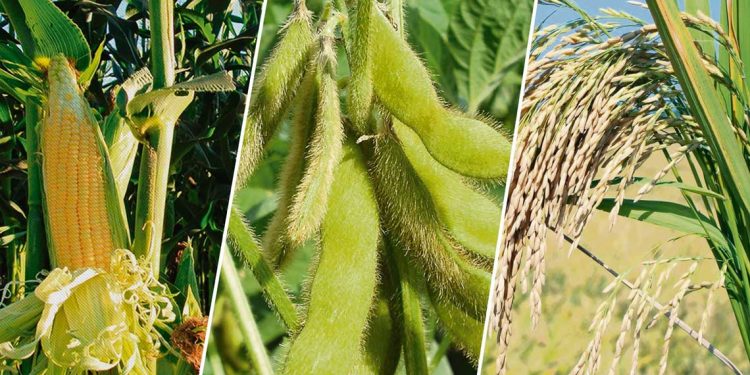 La falta de agua ha impactado en los cultivos de la región