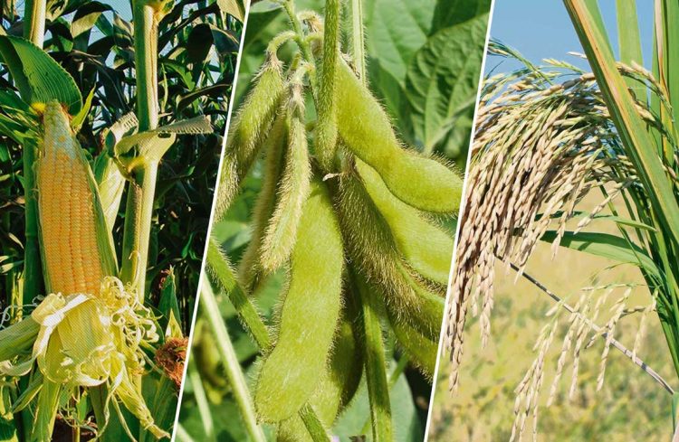 La falta de agua ha impactado en los cultivos de la región