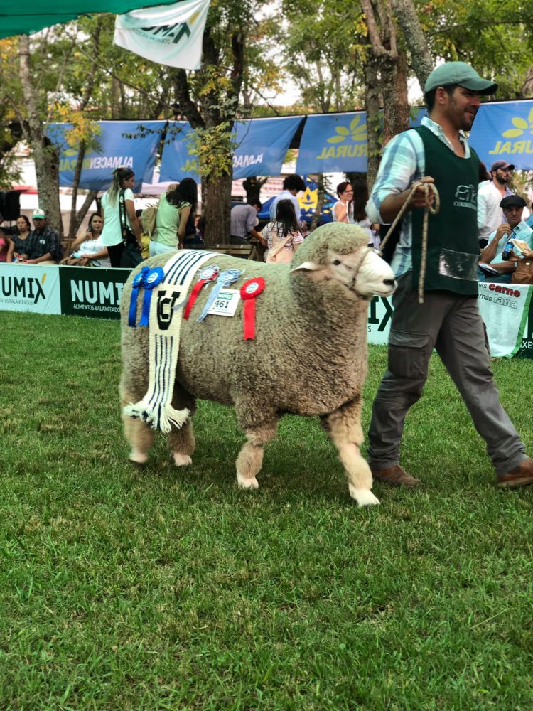 Animales de gran nivel dieron realce a la 108ª Expo Durazno