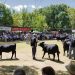 Alejandro Zambrano: La Expo Durazno llega en un muy buen momento para la ganadería