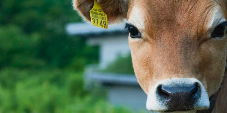 Divergencias entre Inia y Ministerio de Ambiente por emisión de gas metano