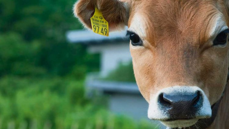 Divergencias entre Inia y Ministerio de Ambiente por emisión de gas metano