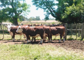 Se afirman los valores de las haciendas