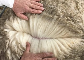 En el mercado internacional de lanas, el precio cayó levemente