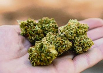 Advierten por desfasaje entre producción y consumo de marihuana