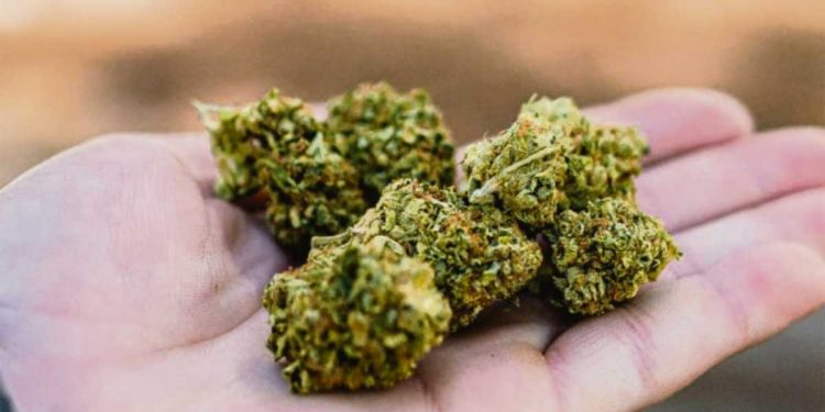 Advierten por desfasaje entre producción y consumo de marihuana