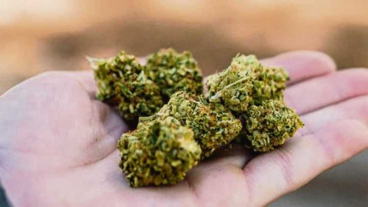 Advierten por desfasaje entre producción y consumo de marihuana