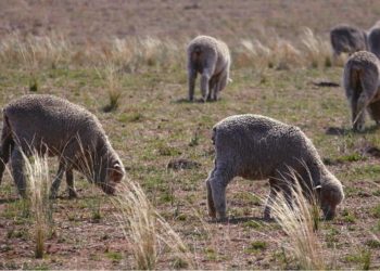 Esta semana las lanas subieron a US$ 10,24
