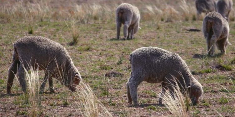 Esta semana las lanas subieron a US$ 10,24