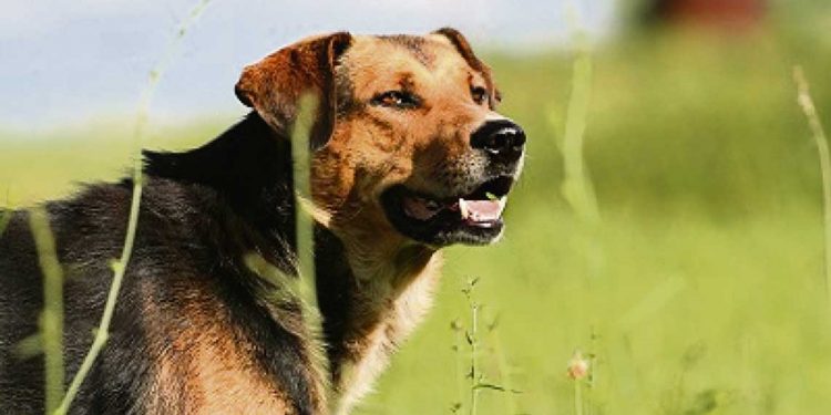 Diputado Menéndez presentó proyecto de ley que atiende el problema de las jaurías