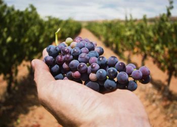 La vitivinicultura: versatilidad desde la uva hasta el enoturismo