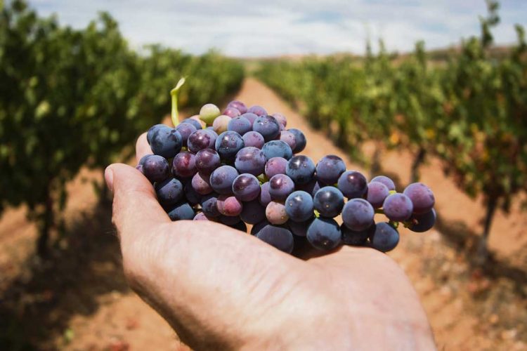 La vitivinicultura: versatilidad desde la uva hasta el enoturismo