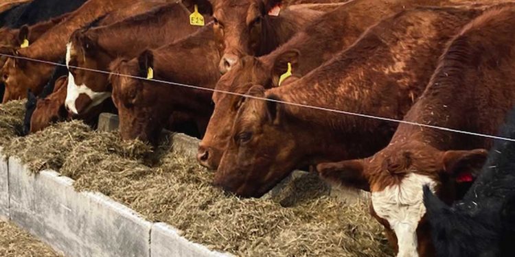 En el mercado de ganados “todo lleva a pensar que la tónica seguirá firme hasta mediados de año”