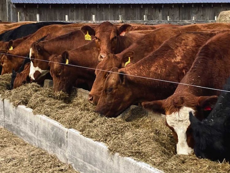 En el mercado de ganados “todo lleva a pensar que la tónica seguirá firme hasta mediados de año”