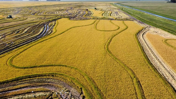 La guerra de Ucrania entorpece el mercado e incrementa los fletes del arroz