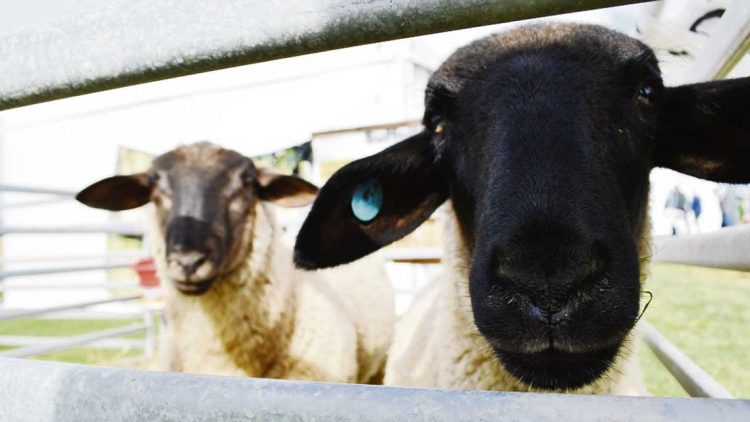 Con vigencia renovada, el 31 de marzo comienza la 11° Expo Melilla