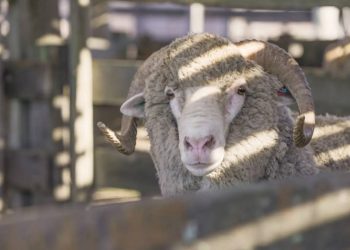 La zafra ovina promedió en US$ 534,65