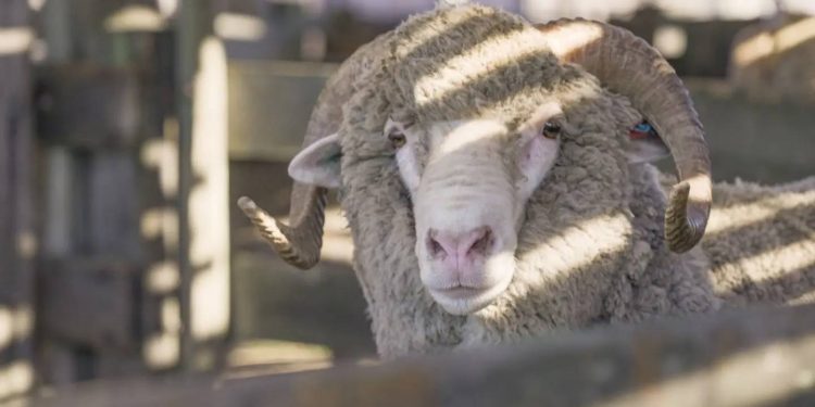 La zafra ovina promedió en US$ 534,65