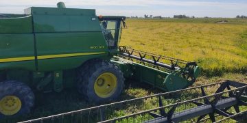 Ya se cosechó el 13% del área arrocera