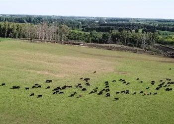 Lluvias, mercado y buenos precios en el rubro ganadero