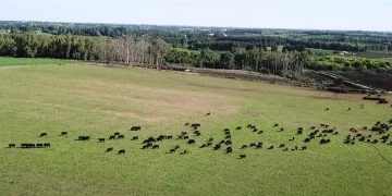 Lluvias, mercado y buenos precios en el rubro ganadero