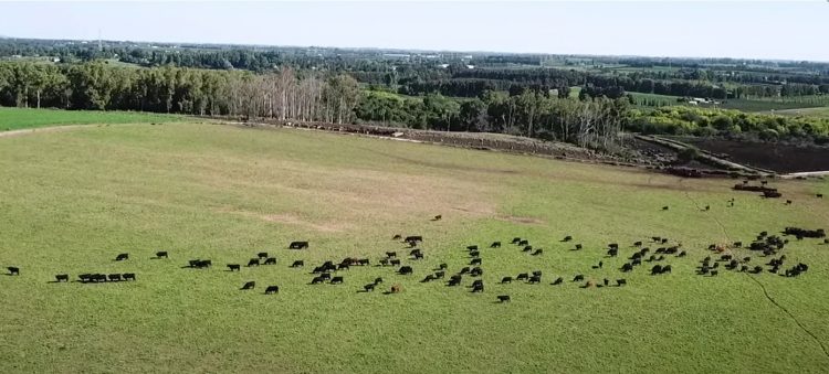 Lluvias, mercado y buenos precios en el rubro ganadero