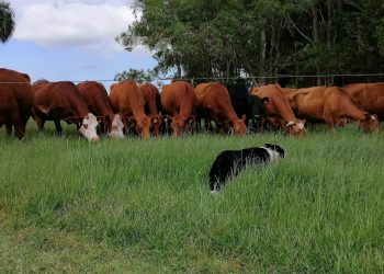 La Asociación Uruguaya de Perros de Pastoreo “va creciendo y los objetivos se van concretando”