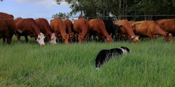 La Asociación Uruguaya de Perros de Pastoreo “va creciendo y los objetivos se van concretando”