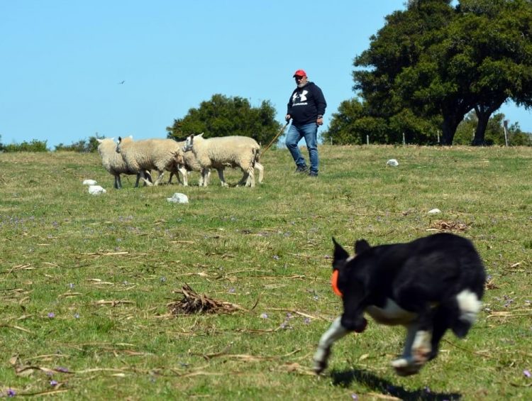 La Asociación Uruguaya de Perros de Pastoreo “va creciendo y los objetivos se van concretando”