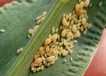 Argentina declaró emergencia fitosanitaria por pulgón amarillo del sorgo