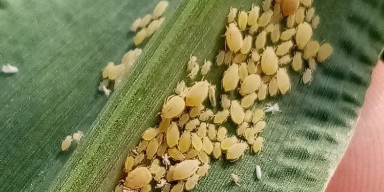 Argentina declaró emergencia fitosanitaria por pulgón amarillo del sorgo