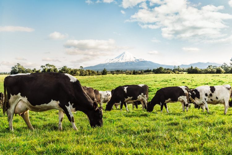 Leve baja de Fonterra no afecta al mercado