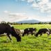 Leve baja de Fonterra no afecta al mercado