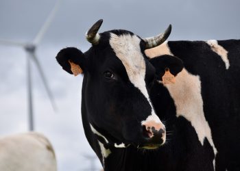La Asociación de Productores de Leche acordó beneficios en la tarifa de UTE y en el gasoil