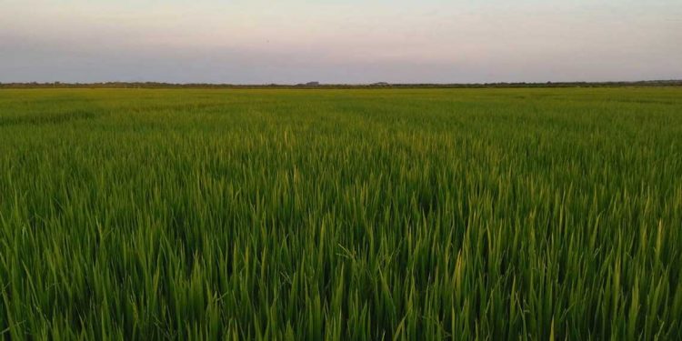 Las escuelas agrarias buscan la excelencia educativa