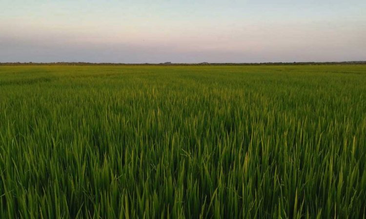 Las escuelas agrarias buscan la excelencia educativa