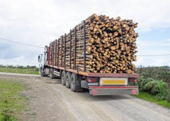 Del Lector: Forestación: ¿Existe una armonización racional de las cadenas logísticas?