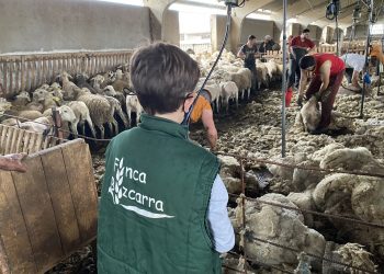 El precio de la lana bajó levemente y mantiene la estabilidad