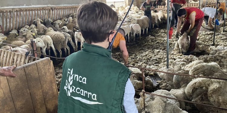 El precio de la lana bajó levemente y mantiene la estabilidad