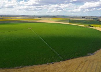 ¿Regar o no regar? Esa es la cuestión