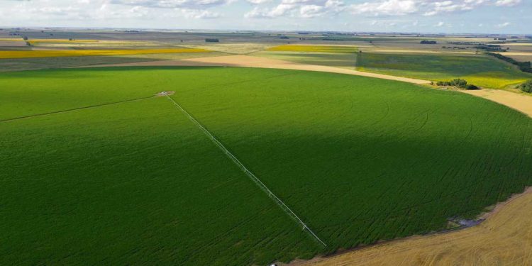 ¿Regar o no regar? Esa es la cuestión