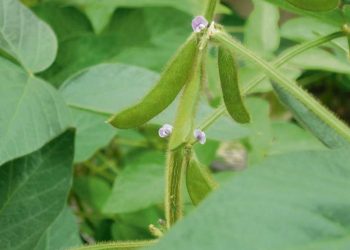 La oportunidad de las lluvias determina el éxito de los cultivos