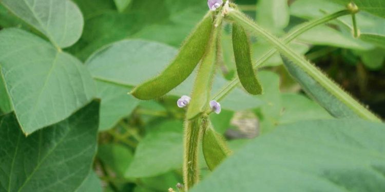 La oportunidad de las lluvias determina el éxito de los cultivos