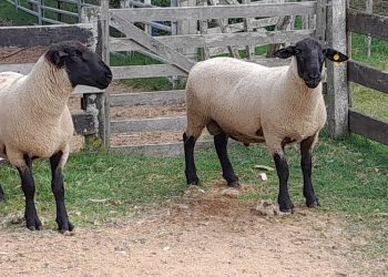 Con 58 animales confirmados, el sábado 2 de abril se realizará la Primera Nacional Suffolk