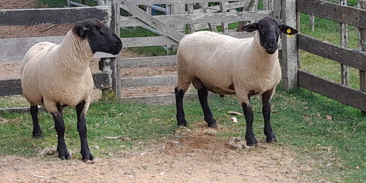 Con 58 animales confirmados, el sábado 2 de abril se realizará la Primera Nacional Suffolk