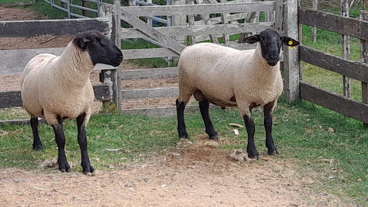 Con 58 animales confirmados, el sábado 2 de abril se realizará la Primera Nacional Suffolk