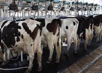 Se efectivó el segundo pago del fondo lechero por $ 65 millones