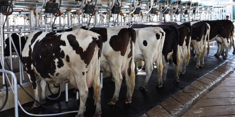 Se efectivó el segundo pago del fondo lechero por $ 65 millones
