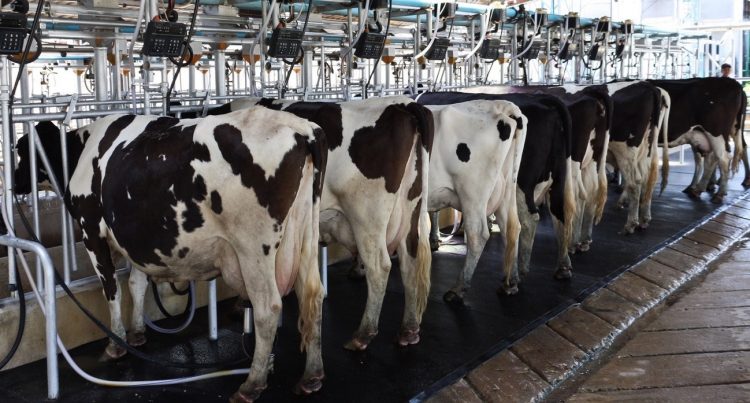 Se efectivó el segundo pago del fondo lechero por $ 65 millones